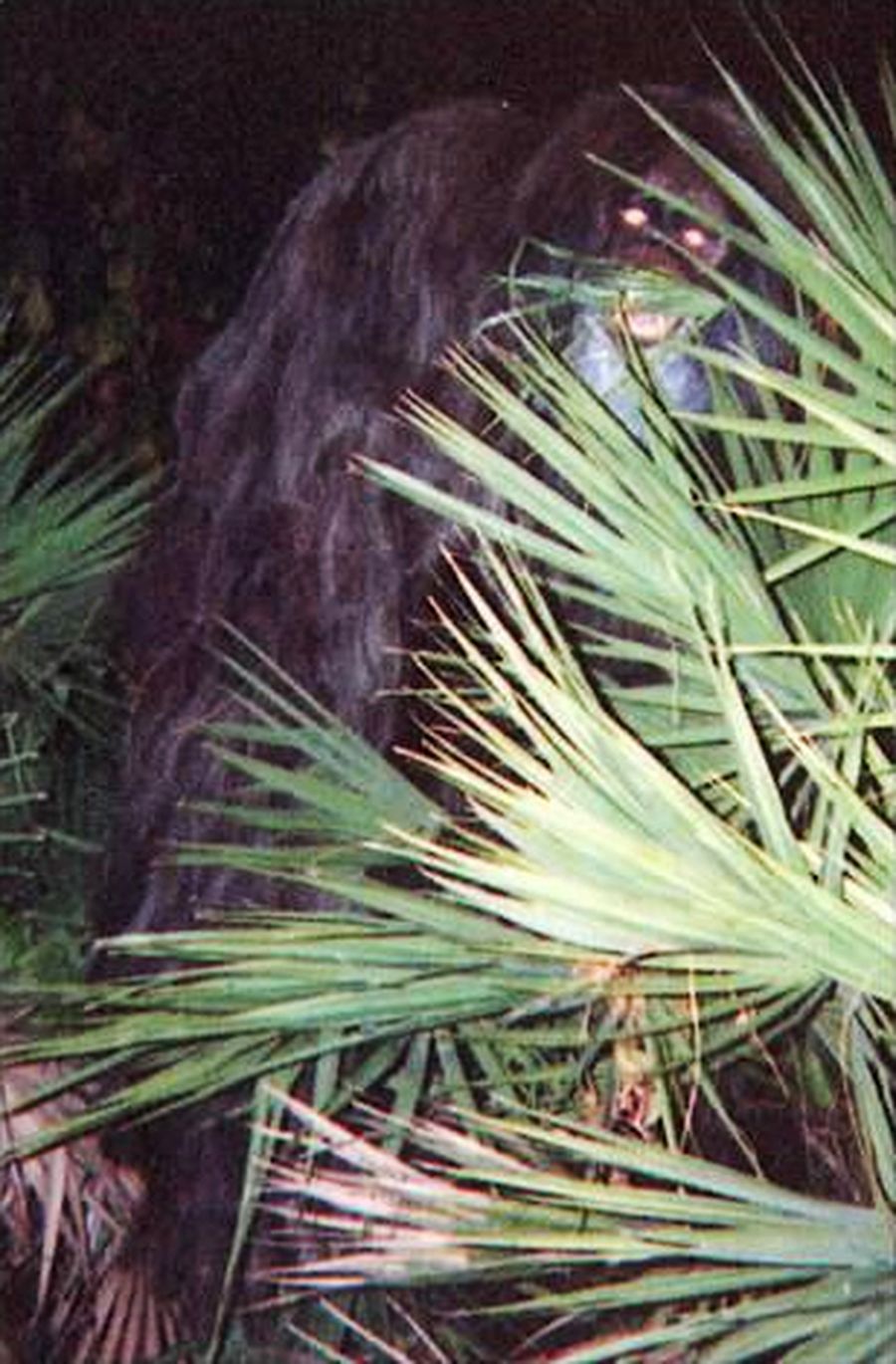 MYAKKA SKUNK APE PHOTOS of 2000