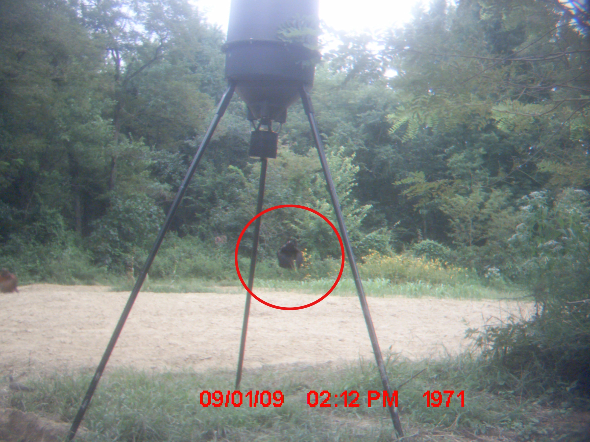 Kentucky Deer Feeder Trail Cam Photo 1