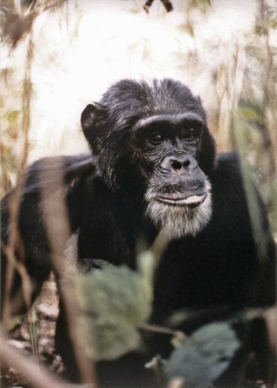 chimp