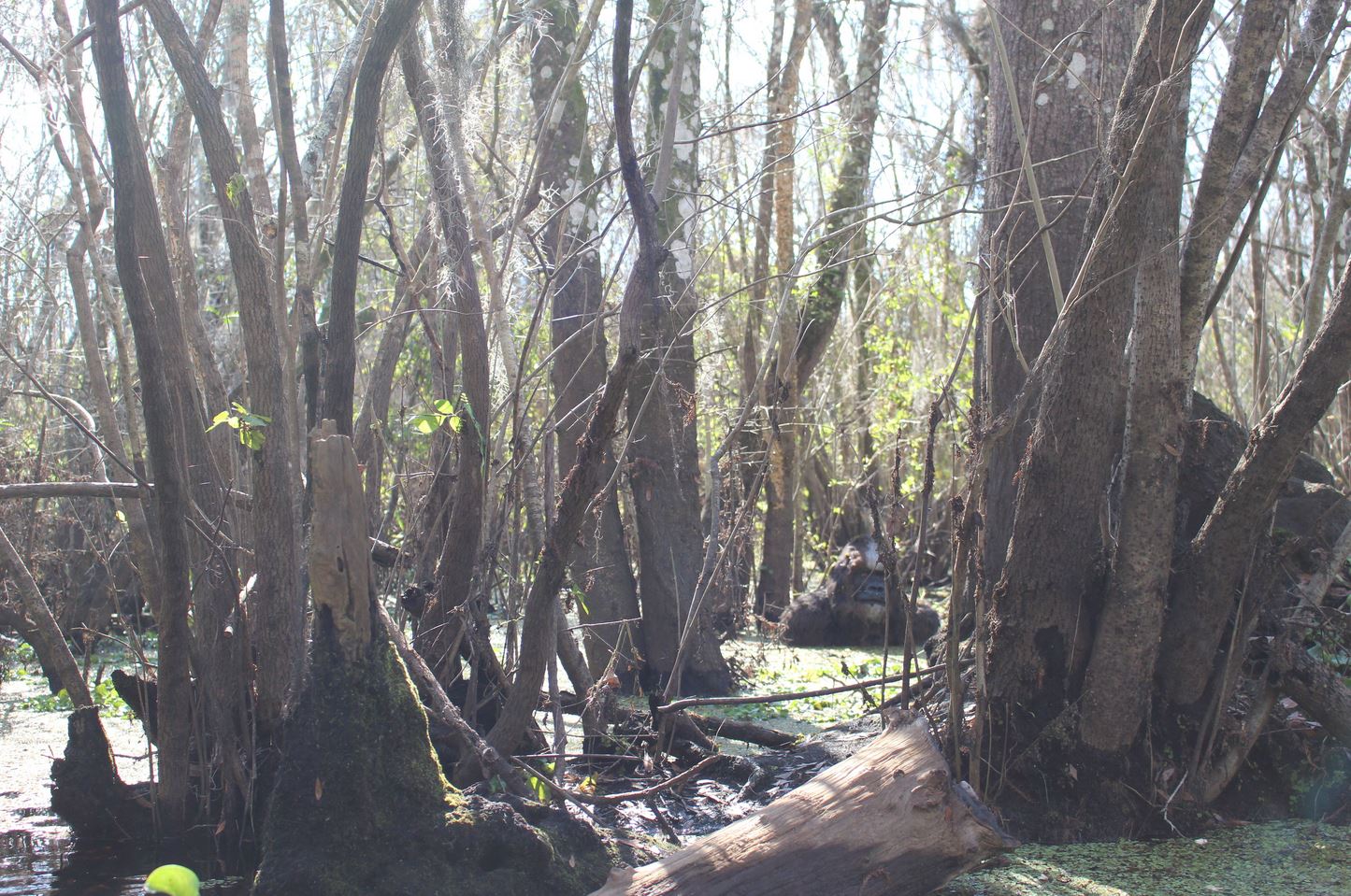 Bigfoot-hoax Lettuce Lake