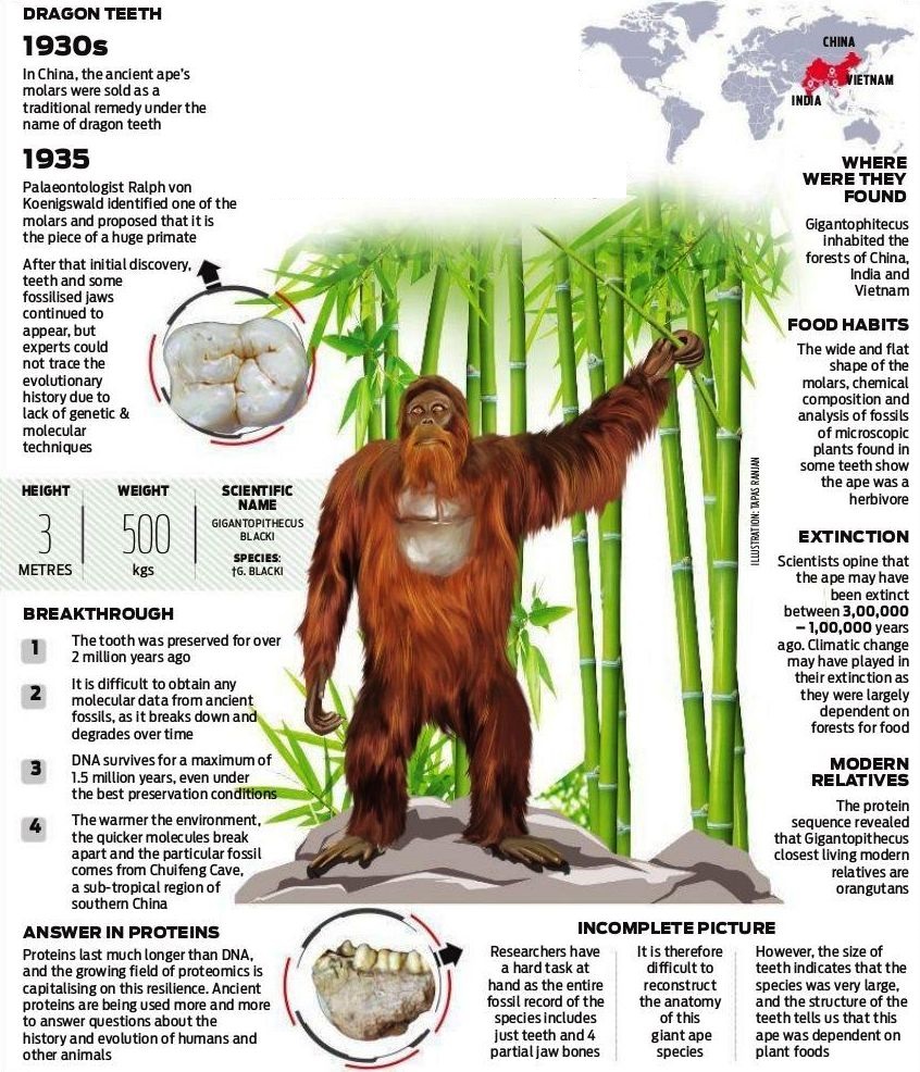 Gigantopithecus blacki