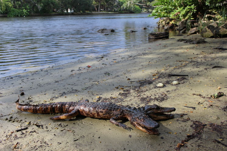 two headed alligator