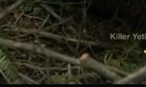 Expedition Bigfoot S1E3 "Nests"  Possible cut branches in the nest.