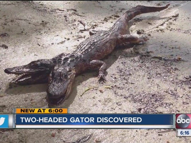 two-headed alligator