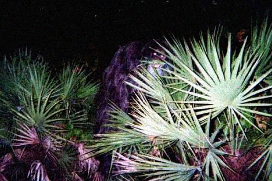 MYAKKA SKUNK APE PHOTOS of 2000