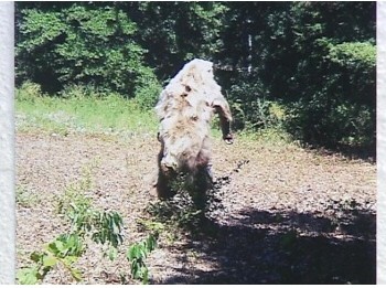 Atoka Oklahoma Trailcam Hoax