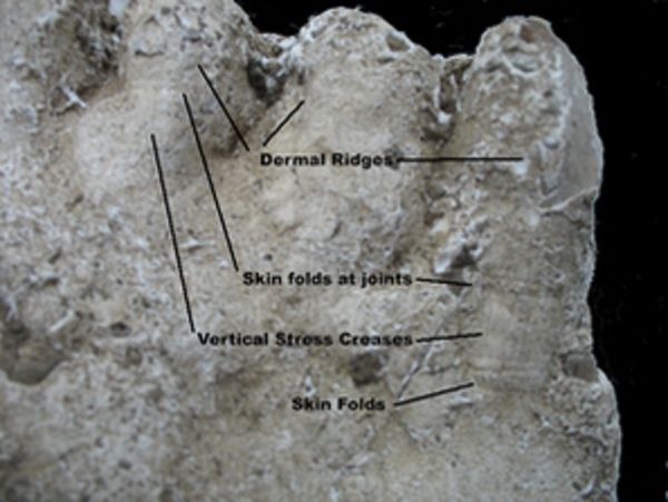 File:Dermal Ridgesc6.jpg