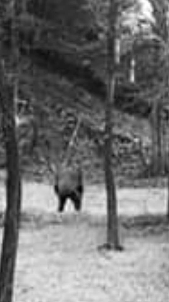 (Hoax) Bigfoot photo at Arkansas River in OK