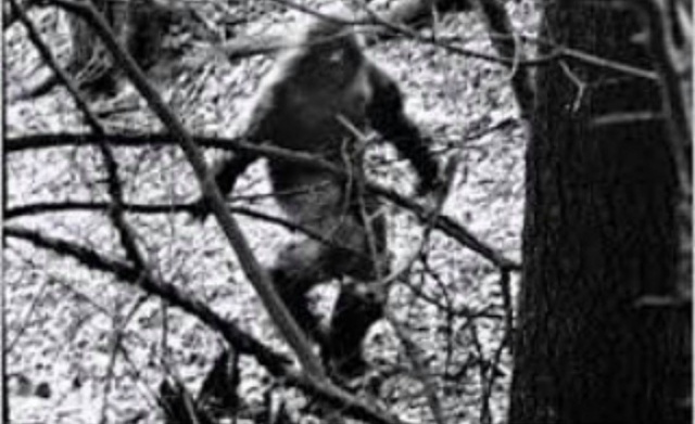 This photo has been passed around by many newbies in the Bigfoot Community as being the real deal, but in actuality, it was a photograph taken for commercial use.