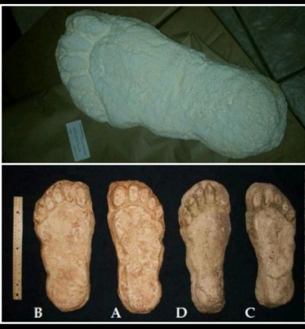 1982 Grays Harbor Hereford Bigfoot print cast