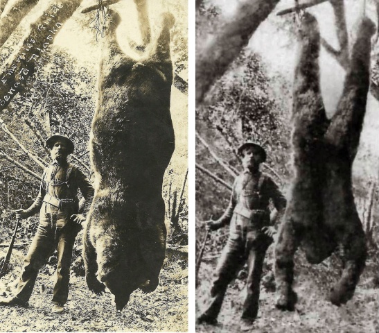 The original bear photograph alongside the derived, photo-manipulated 'dead bigfoot photo'  (bear photo owned by Dr Karl Shuker – all rights reserved)